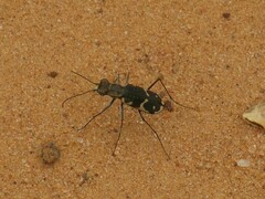 Cicindela schauppii