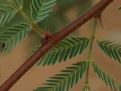 Vachellia schaffneri bravoensis