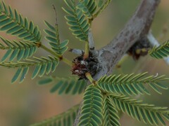 Vachellia schaffneri bravoensis