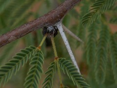 Vachellia schaffneri bravoensis