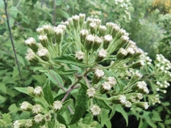 Ageratina brevipes