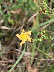Hypericum virgatum