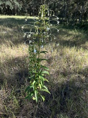 Clerodendrum indicum