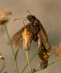 Erynnis tristis