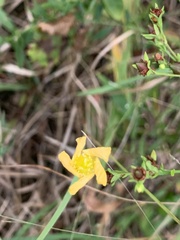 Hypericum virgatum