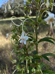 Clerodendrum indicum