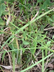Hypericum virgatum