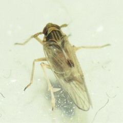 Delphacidae