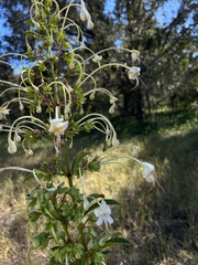 Clerodendrum indicum