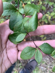 Berberis canadensis