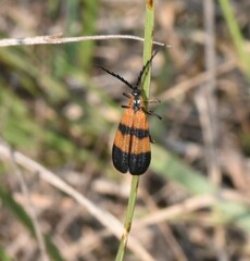 Calopteron