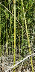 Phyllostachys aureosulcata