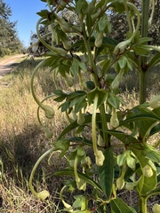 Clerodendrum indicum