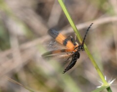 Calopteron