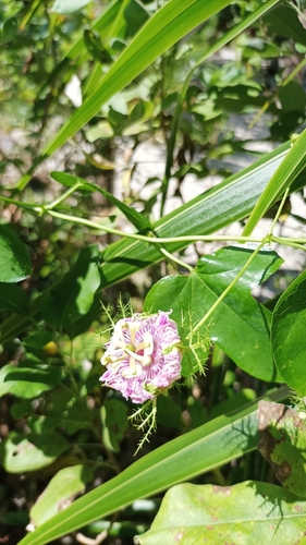 Image of Passiflora ciliata by (c) Adonis Andrade, some rights reserved (CC BY-SA)