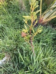 Griselinia littoralis