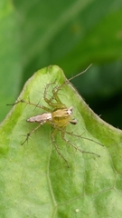 Oxyopes sertatus