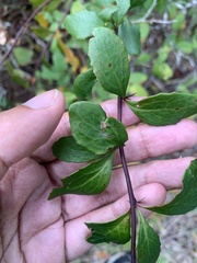 Berberis canadensis