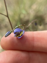 Dianella
