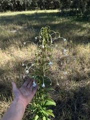 Clerodendrum indicum
