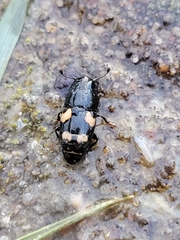 Glischrochilus quadrisignatus