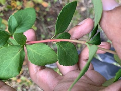 Berberis canadensis