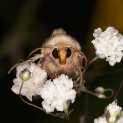 Leucania diatrecta