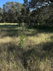 Clerodendrum indicum