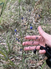 Dianella