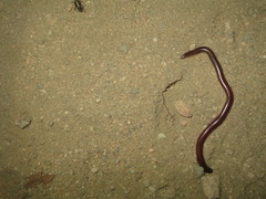 Rena humilis humilis