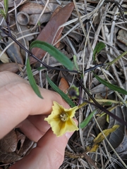 Physalis angustifolia