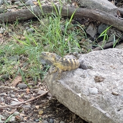 Ctenosaura pectinata