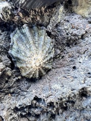 Cellana ornata