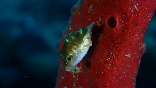 Caribische scherpneuskogelvis (Canthigaster rostrata) — Tetraodontidae — 4