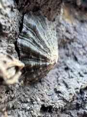 Cellana ornata