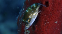 Canthigaster rostrata