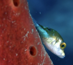 Canthigaster rostrata