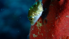 Canthigaster rostrata