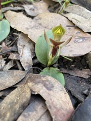 Chiloglottis triceratops