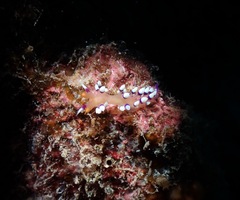 Coryphellina exoptata