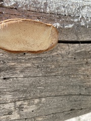 Pycnoporellus fulgens