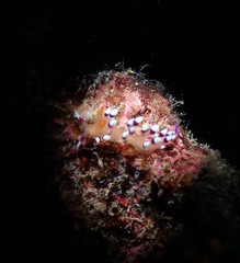 Coryphellina exoptata