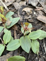 Chiloglottis triceratops