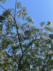 Albizia julibrissin