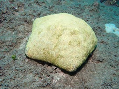 Culcita novaeguineae