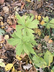 Anemonastrum canadense