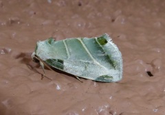 Heminocloa mirabilis