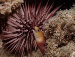 Gymnothorax melatremus