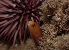 Gymnothorax melatremus
