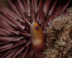 Gymnothorax melatremus